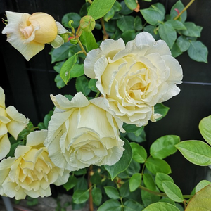 Big Ben - Roza - Big Ben™ - Na spletni nakup vrtnice